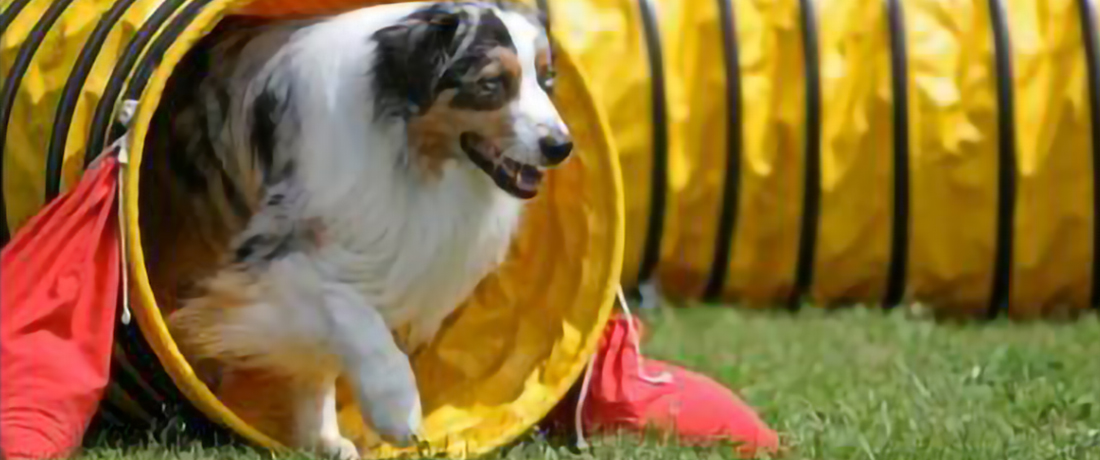 Dog emerging from flexible tunnel